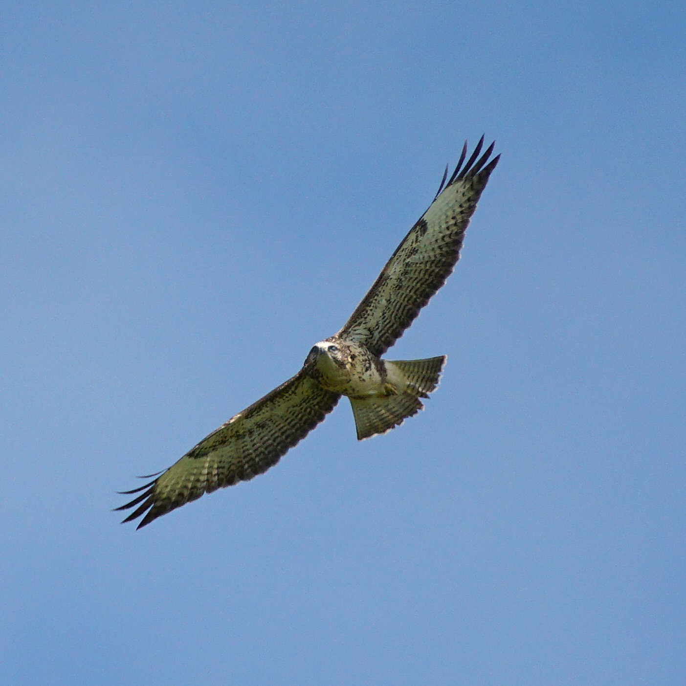 Bussard_