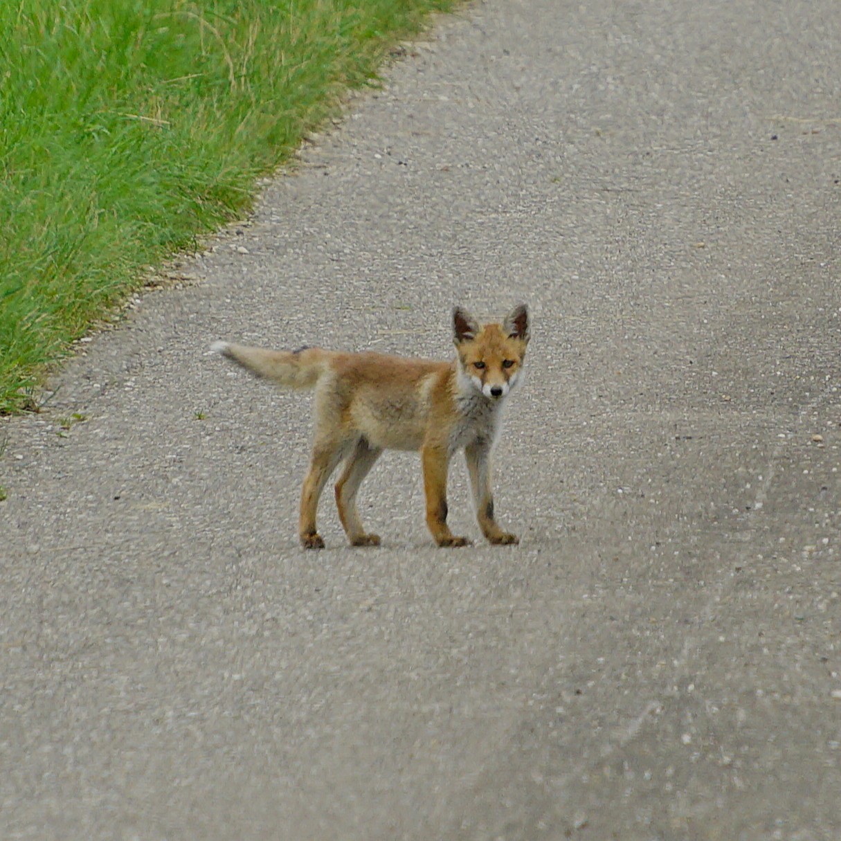 Fuchs_