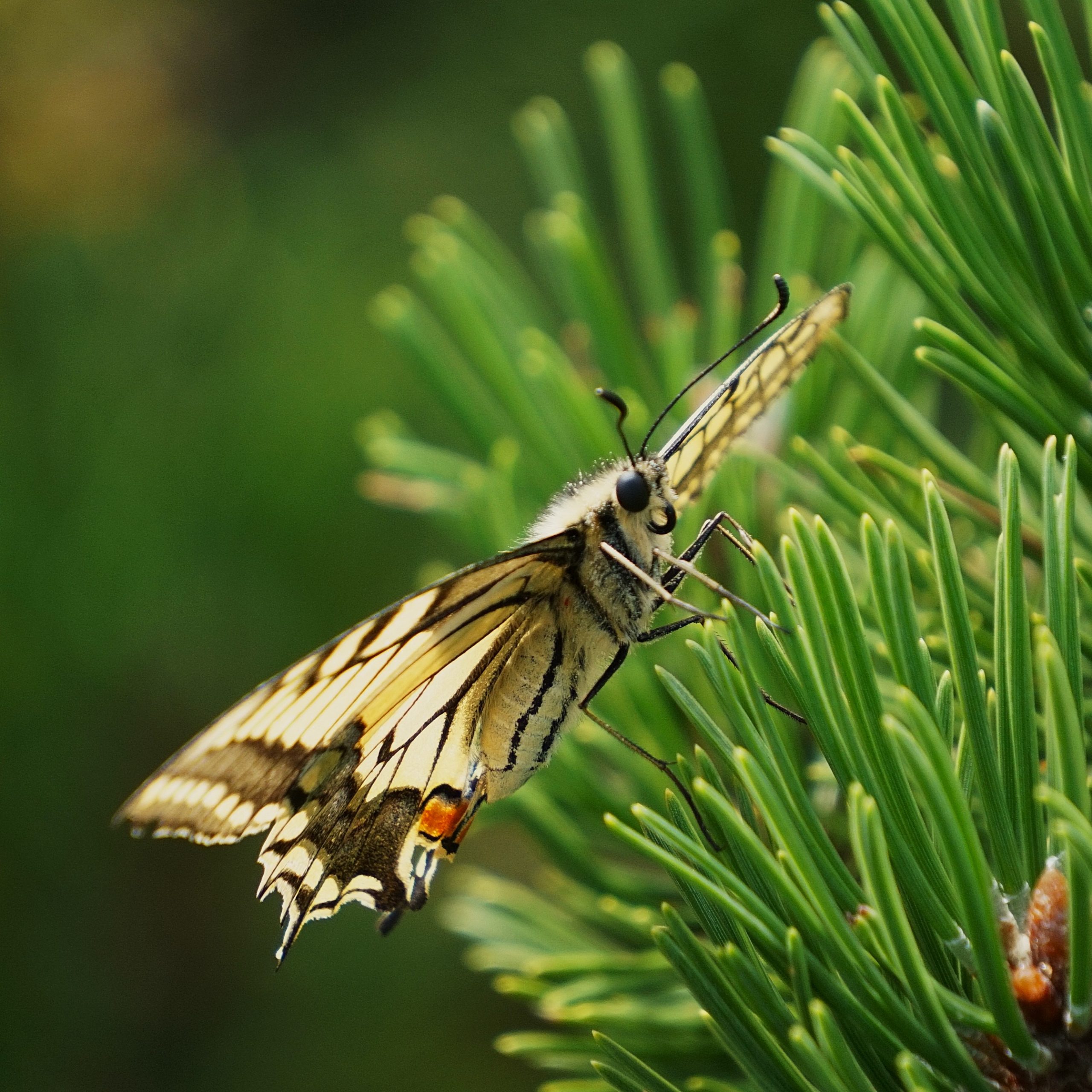 Schmetterling_3_