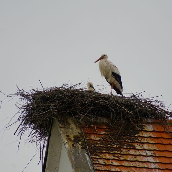 Storch_